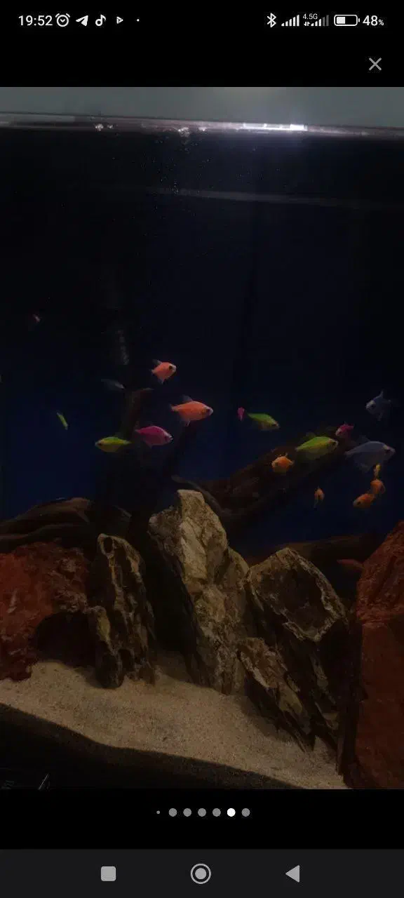 آکواریوم|ماهی|پاکدشت, پاکدشت (مامازند)|دیوار