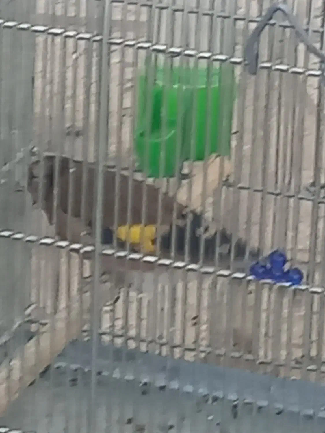 سیره اصل دورگ فیروزکوهی|پرنده|بروجرد, |دیوار