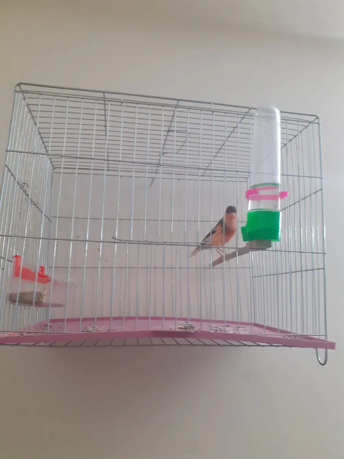 قناری رسمی بلندقرص معاوظه باامپلی ماشین|پرنده|محمدشهر, شهرک پیام (مهرالبرز)|دیوار