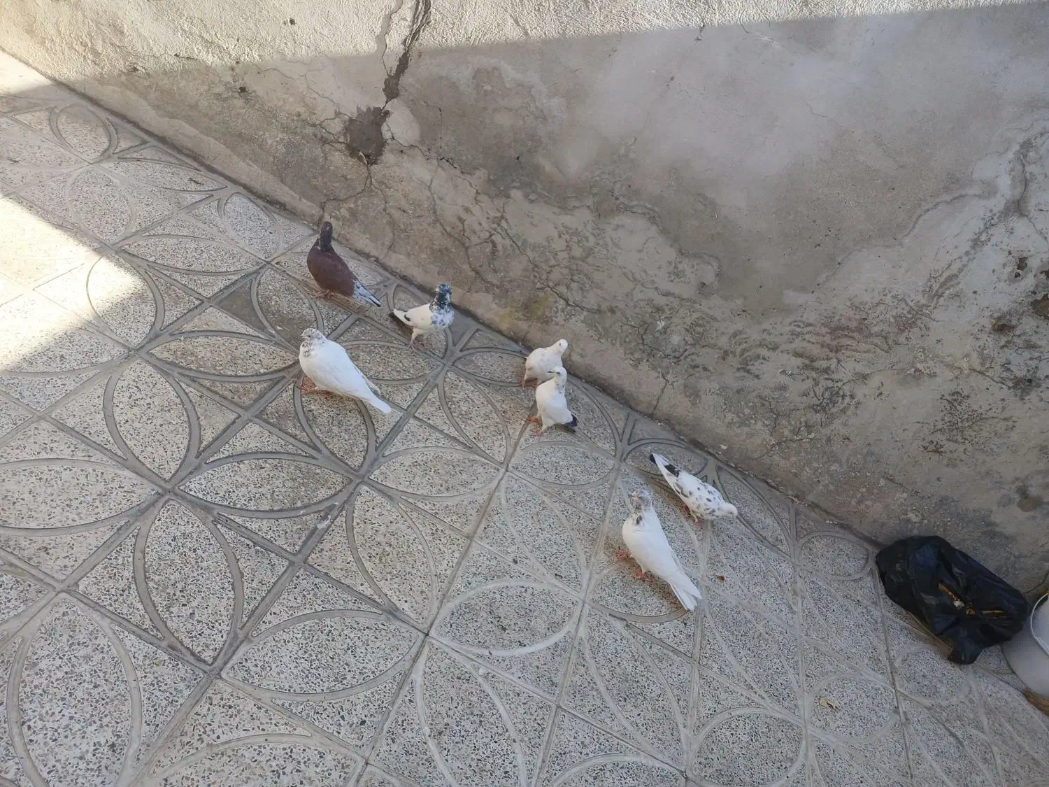 کبوتر|پرنده|ازنا, |دیوار