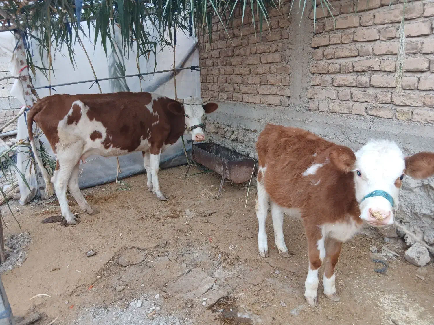 گاو وگوساله سیمیتال|حیوانات مزرعه|دره شهر, |دیوار