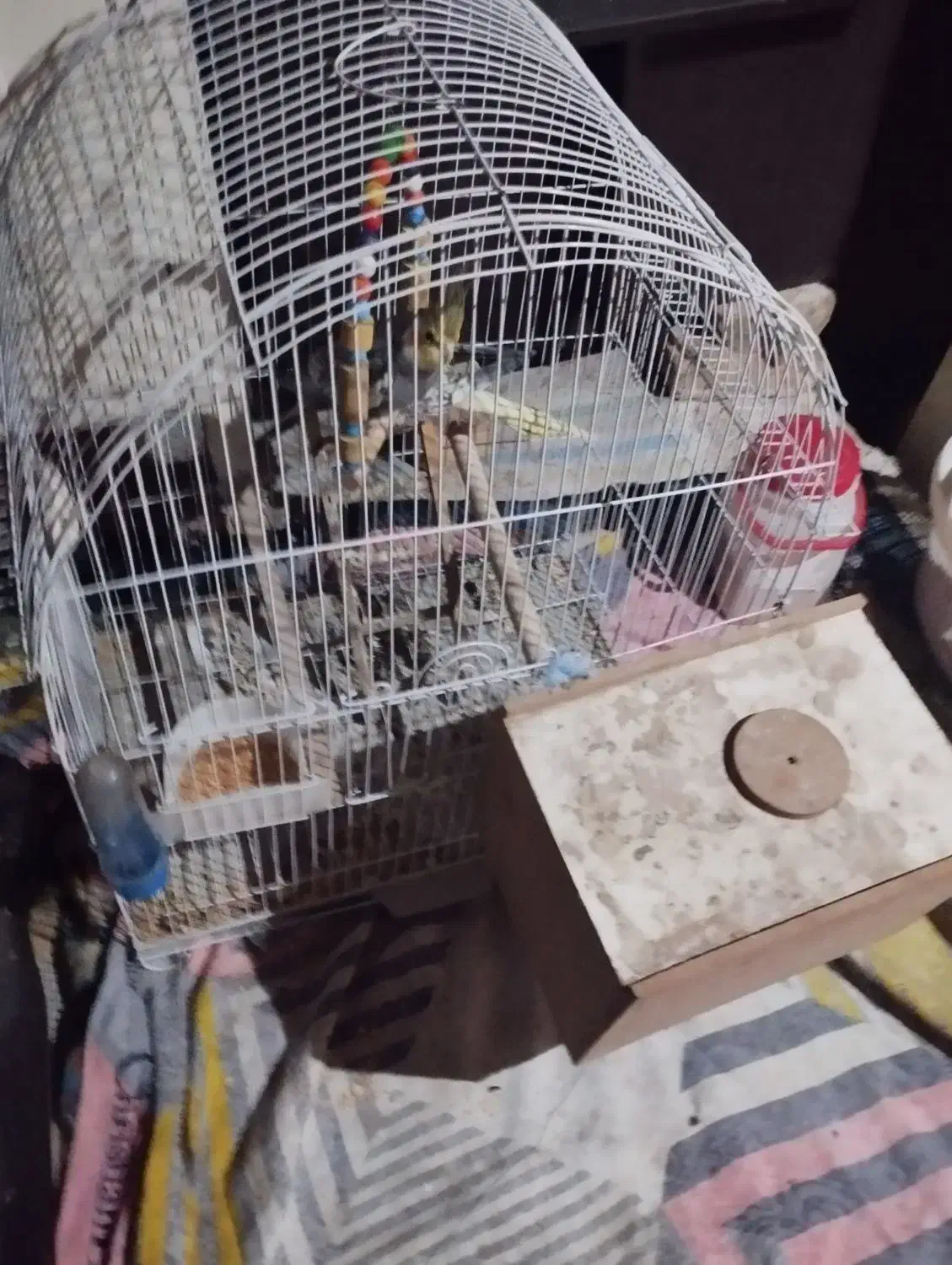 عروس مولد|پرنده|اردبیل, |دیوار