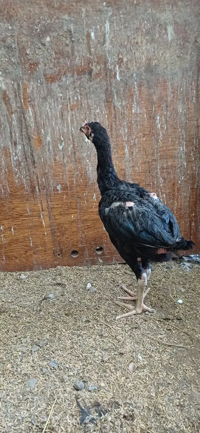 جوجه لاری|حیوانات مزرعه|آمل, |دیوار