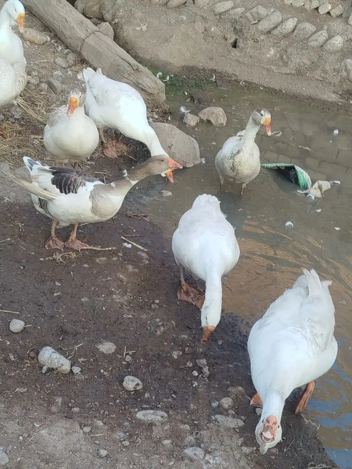 فروش غازمحلی وقوغاز اوکراینی|حیوانات مزرعه|فاضل آباد, |دیوار