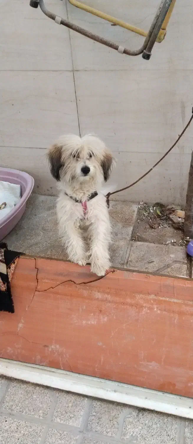 سگ پا کوتاه|سگ|مشهد, پنجتن|دیوار