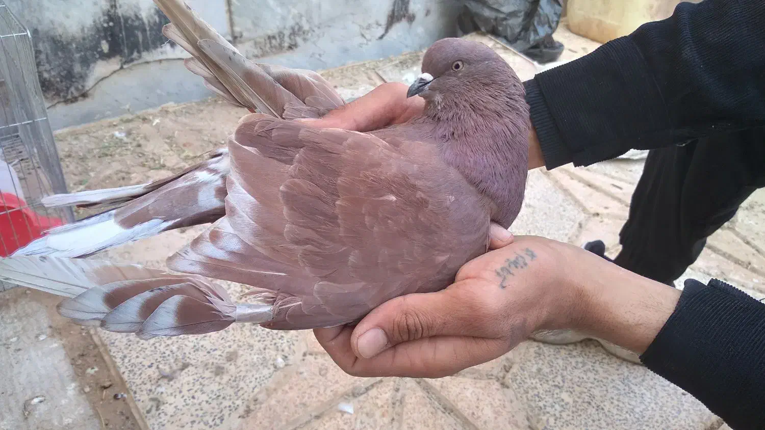 کبوترپرشیگرو.سرخ.سبز.|پرنده|برخوار, |دیوار