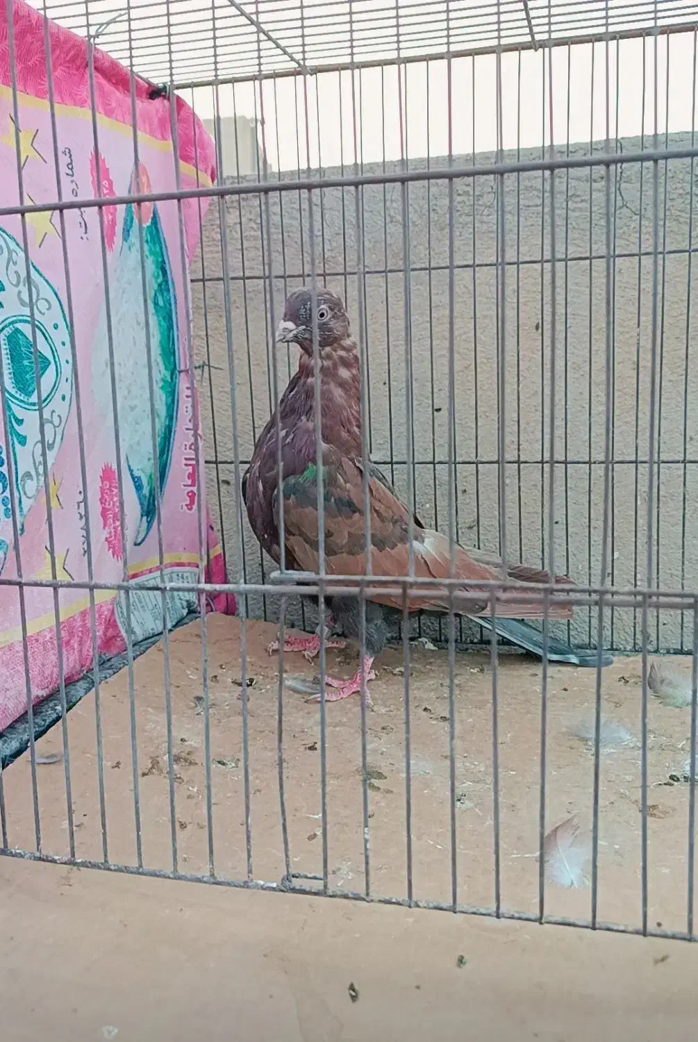 کفتر خوب|پرنده|قم, انسجام|دیوار