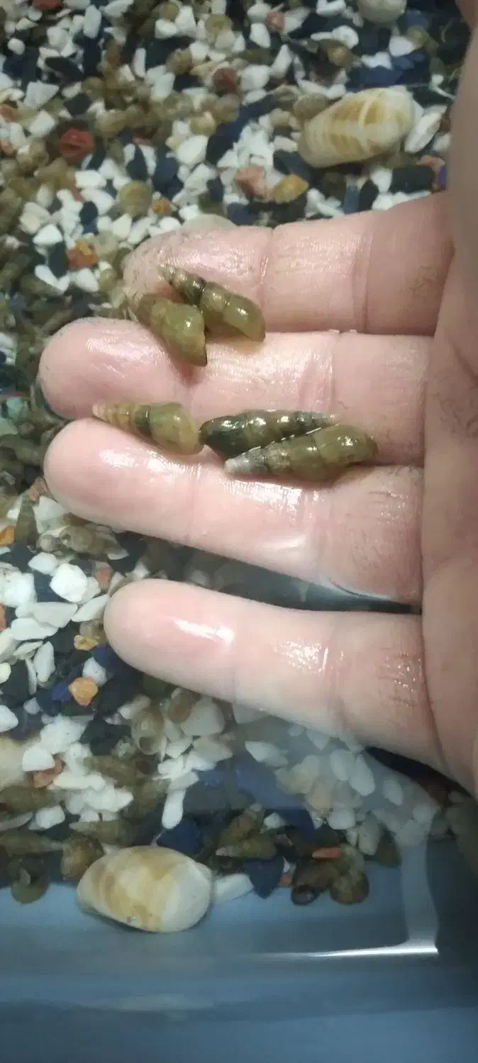 حلزون فانوسی وسنگ ریزه|ماهی|قم, زند آباد|دیوار