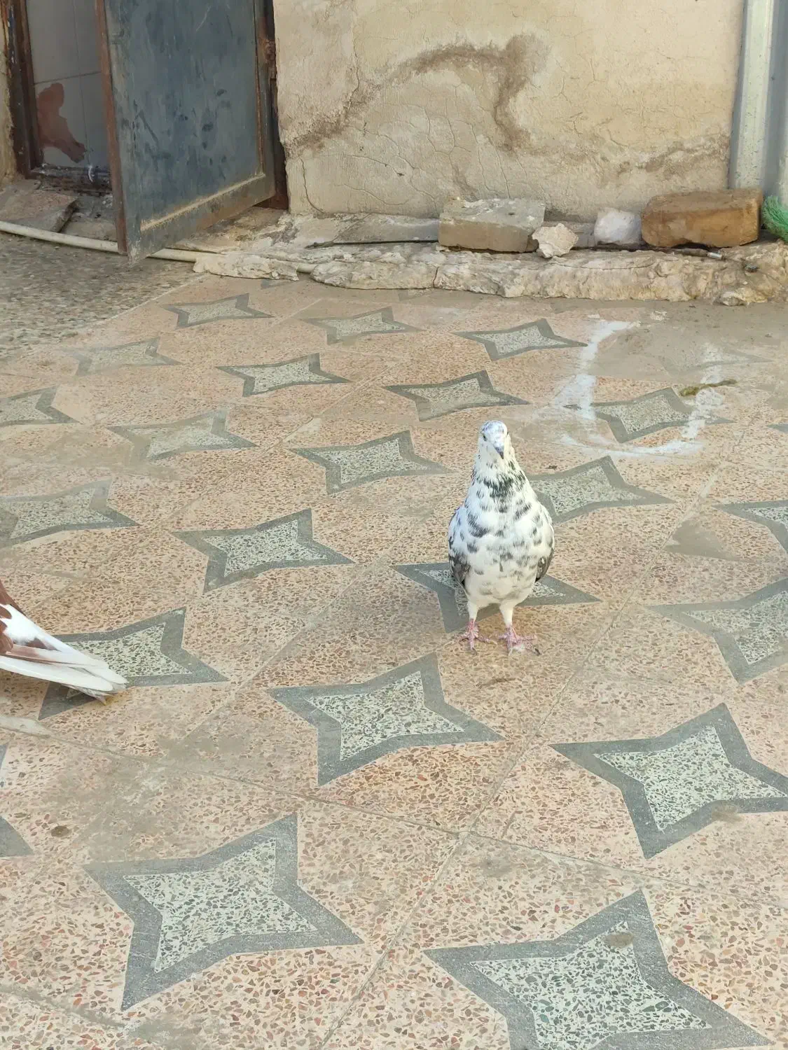 کبوترهفت‌رنگ پرشی|پرنده|هامون, |دیوار