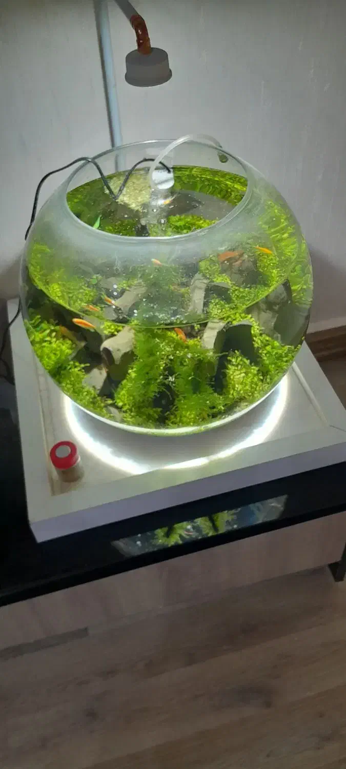 تنگ گیاهی همراه با ماهی|ماهی|تبریز, |دیوار