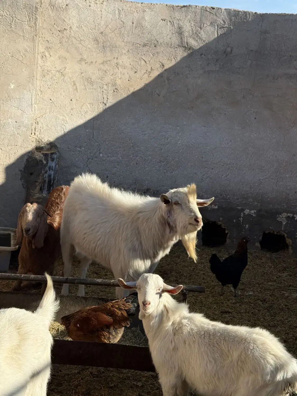 نر بز نژاد ثانن سن 11 ماهه|حیوانات مزرعه|گناباد, |دیوار