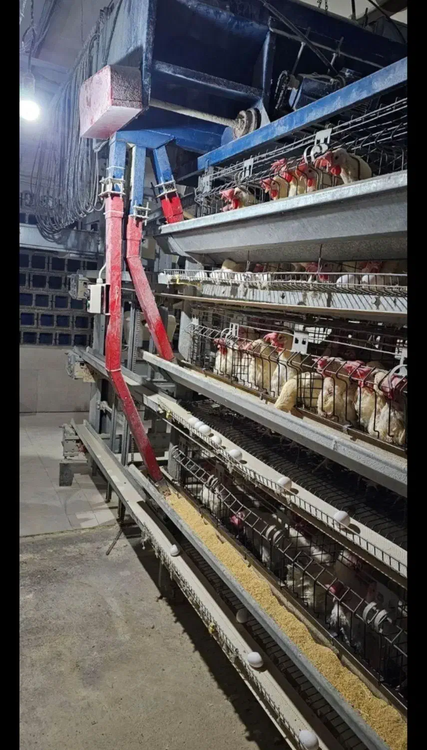 تجهیزات مرغداری قفس مرغ تخمگذار|حیوانات مزرعه|آبگرم, |دیوار