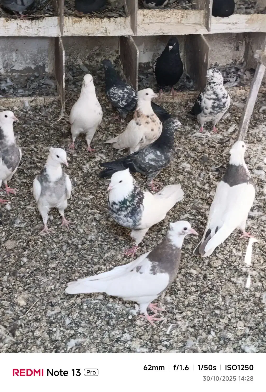 تعدادی طوقی زرین والماسی وزرد همه باهم فروشی است|پرنده|کامیاران, |دیوار