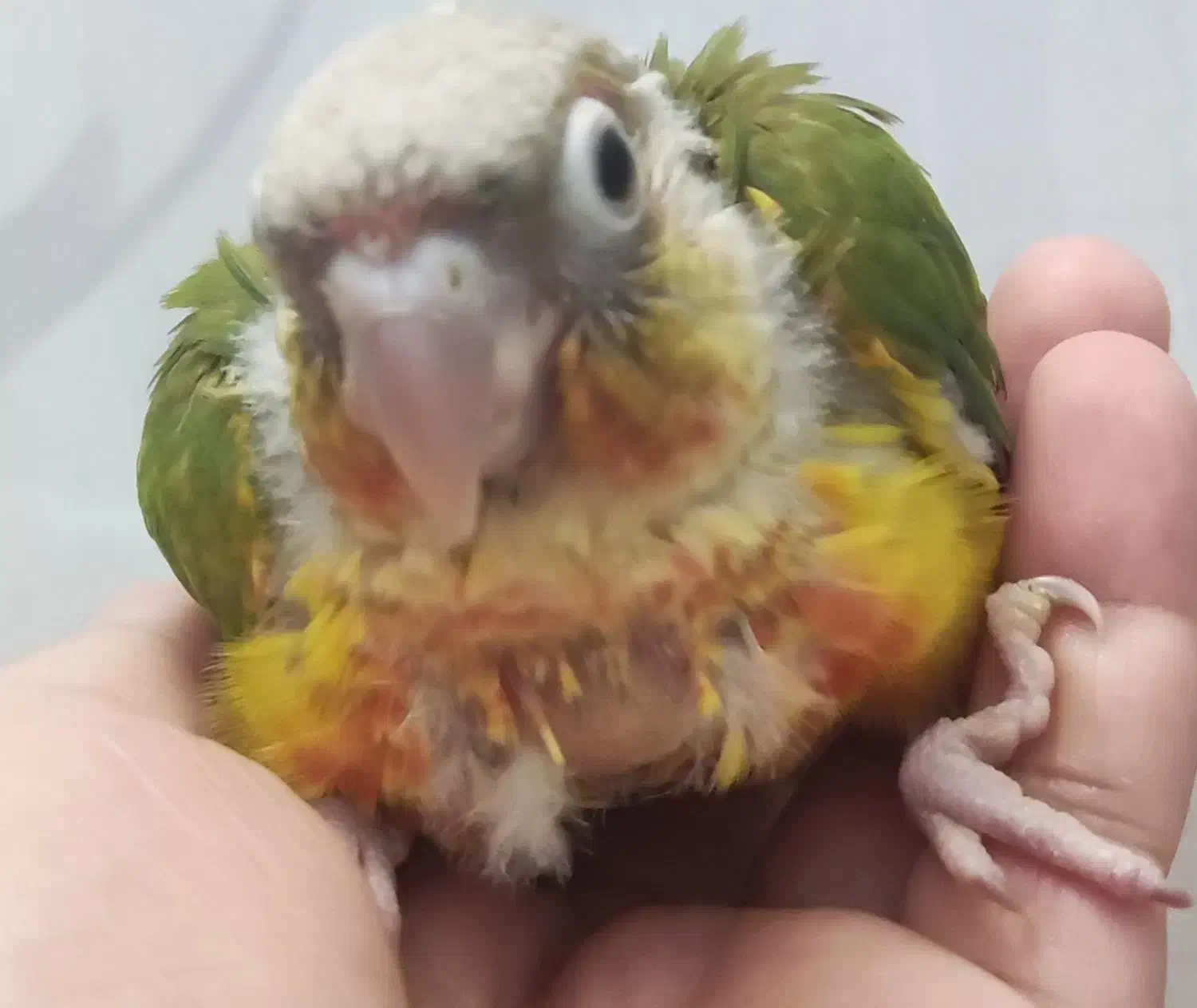 جوجه گرینچیک|پرنده|مشهد, سمزقند|دیوار