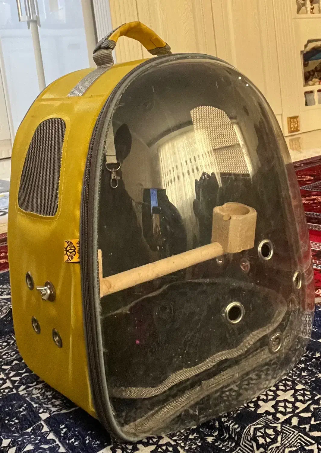 یک جفت عروس هلندی|پرنده|تهران, حکیمیه|دیوار