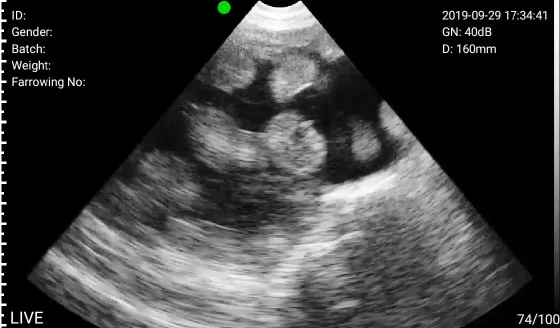 سونوگرافی انواع دام|حیوانات مزرعه|اصفهان, بوستان کوهستانی صفه|دیوار