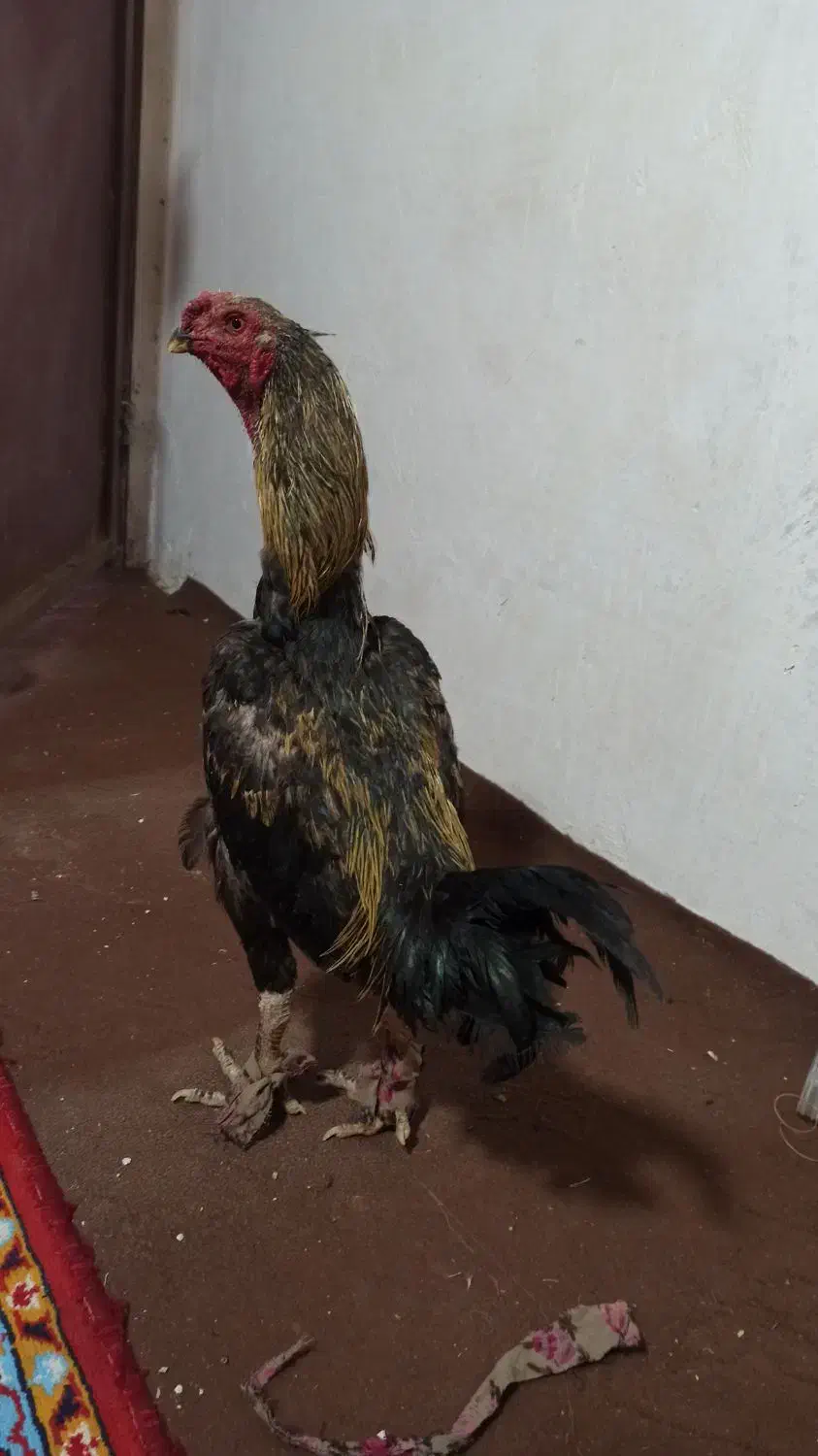 تخم لاری نطفه دار|حیوانات مزرعه|قم, شهر قائم|دیوار