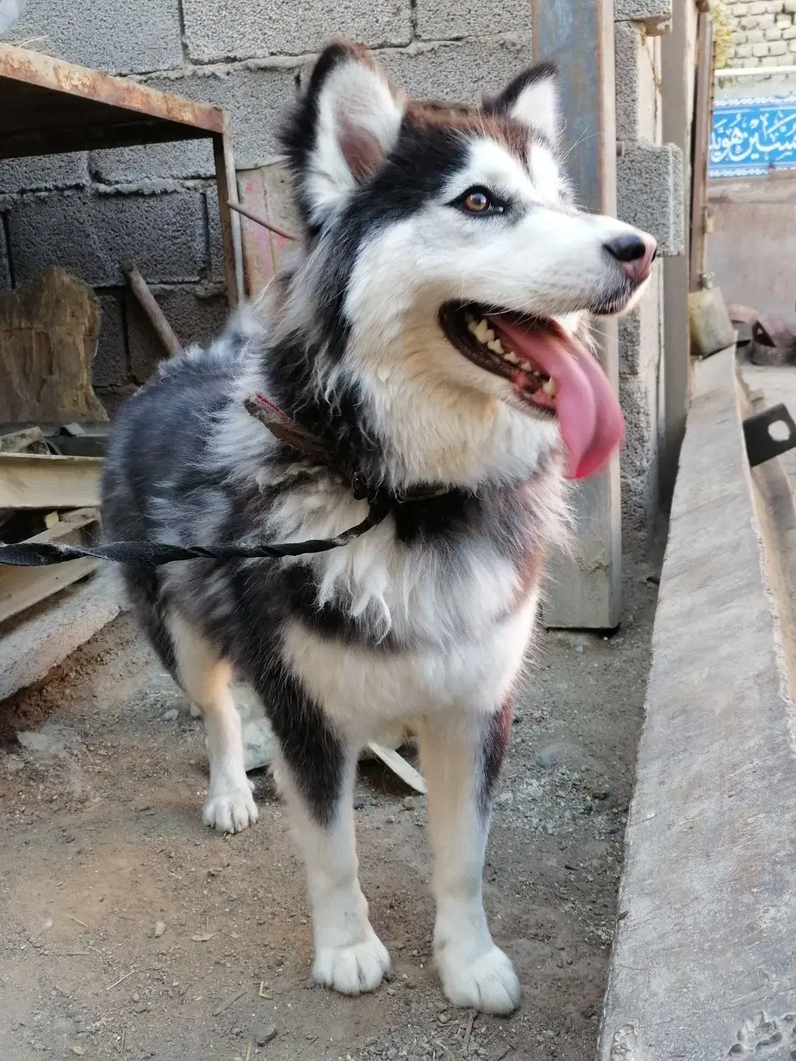سگ هاسکی ماده1 ساله|سگ|مشهد, طلاب|دیوار