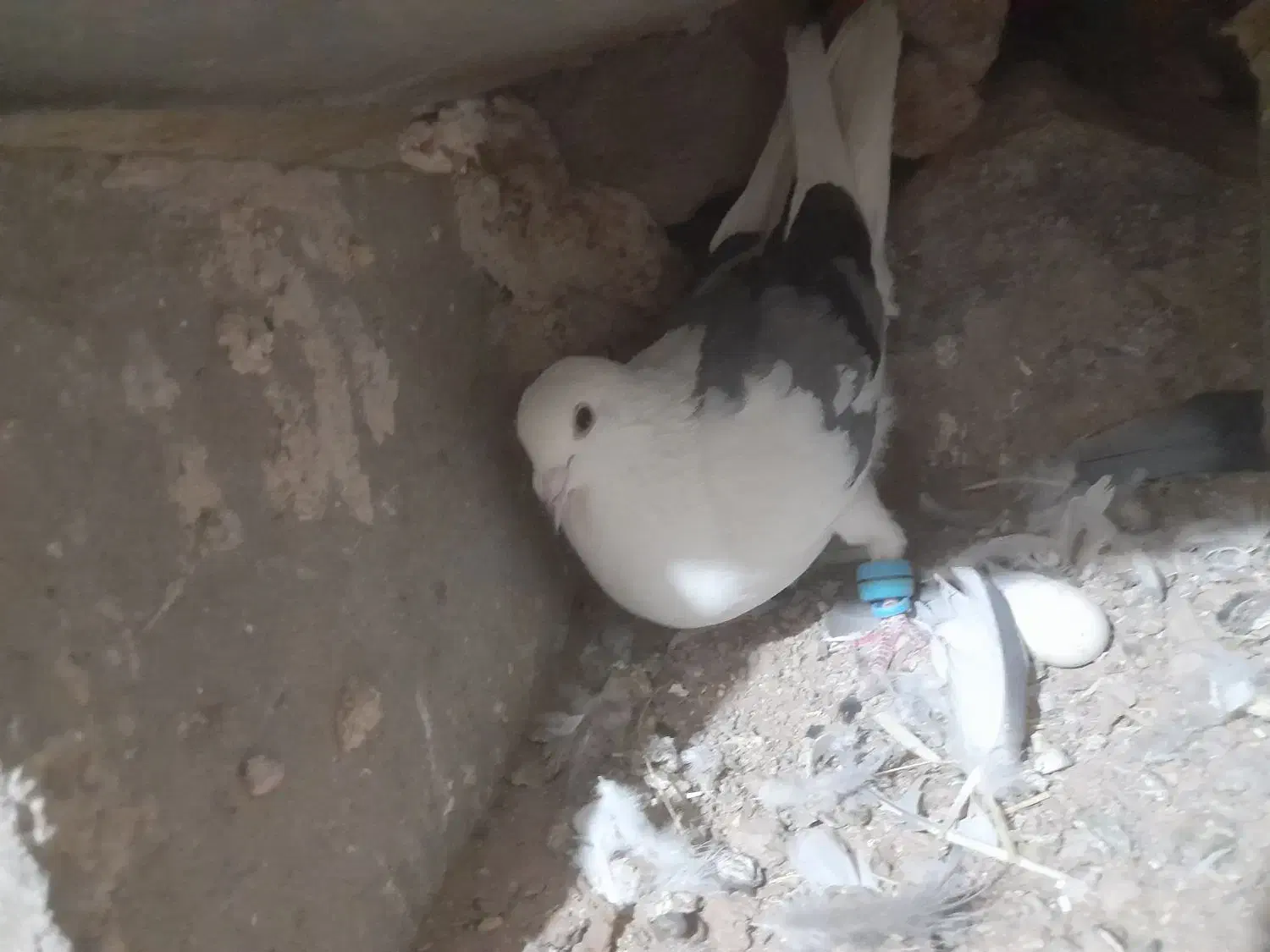 کبوتر|پرنده|خواف, |دیوار