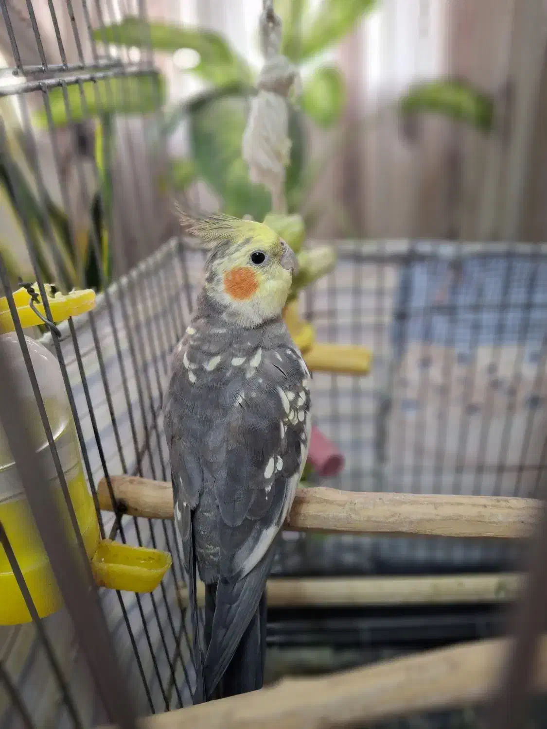 عروس هلندی گلباقالی نر سخنگو|پرنده|رباط‌کریم, شهرک درخشان|دیوار