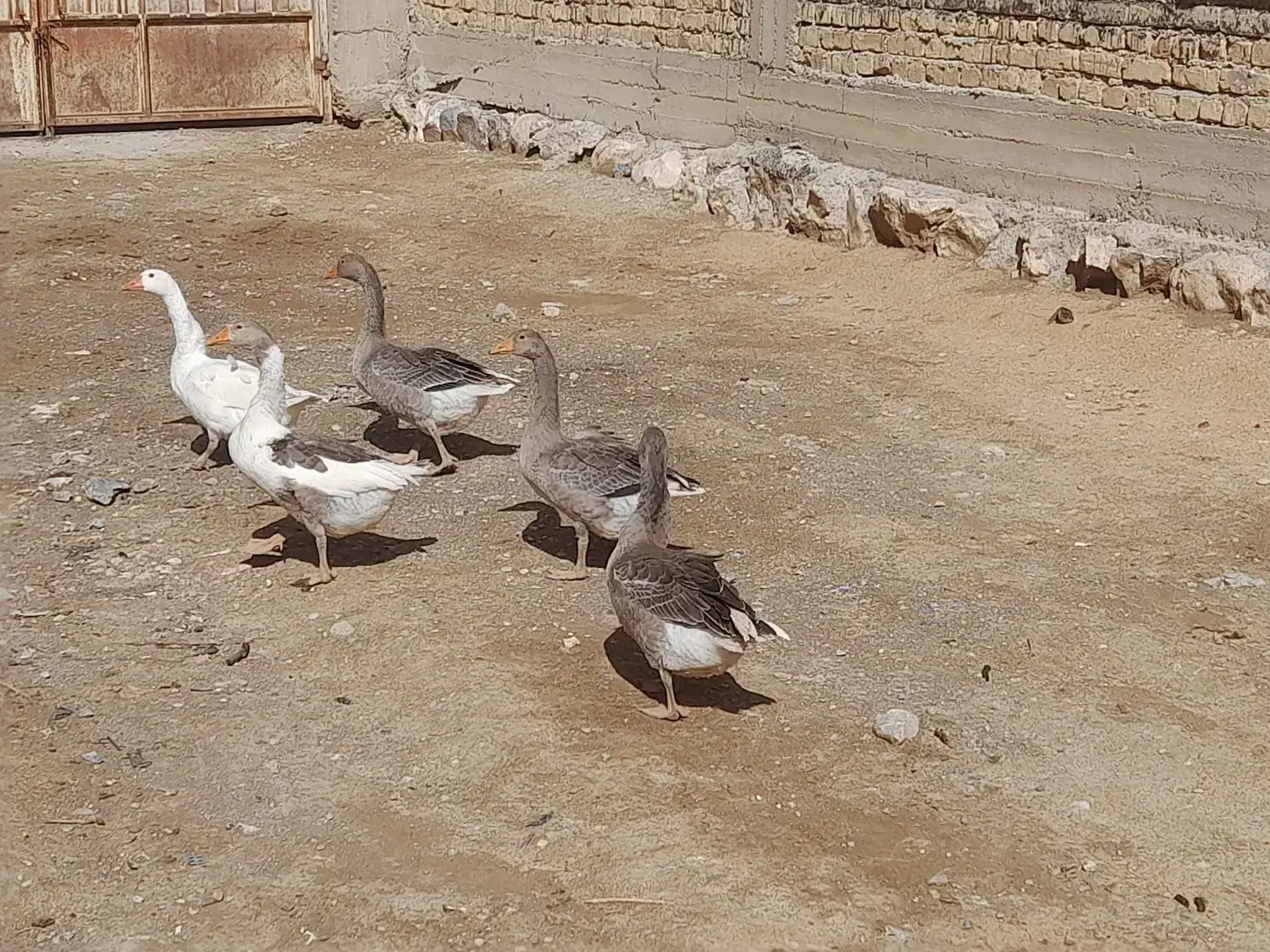 غاز|حیوانات مزرعه|شهرکرد, |دیوار