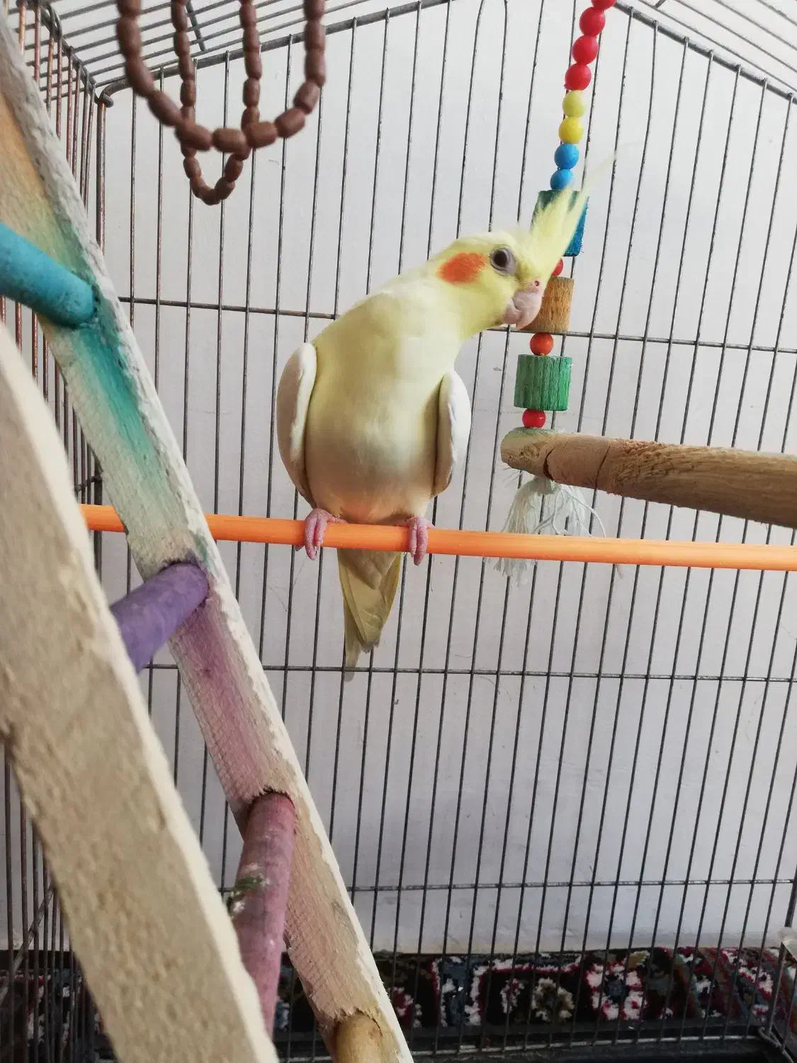 عروس هلندی|پرنده|ایذه, |دیوار