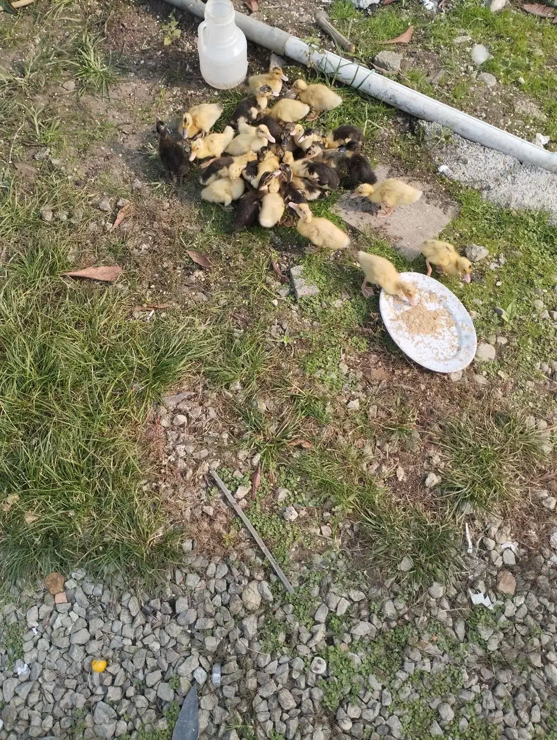 جوجه اردک محلی ۱۴روزه|حیوانات مزرعه|نوشهر, |دیوار