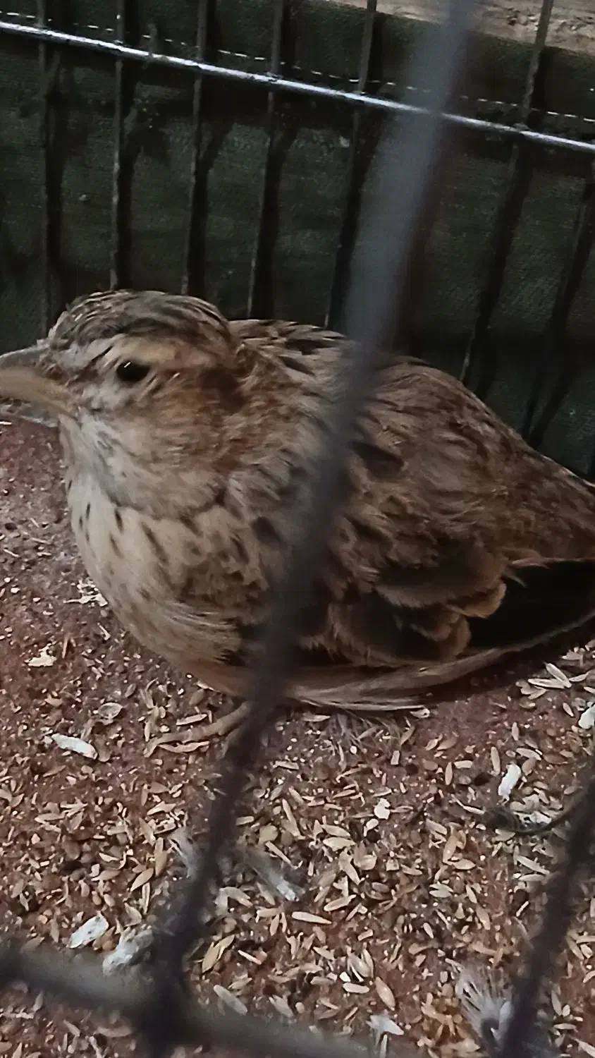 جوجه سهره|پرنده|تهران, اسفندیاری|دیوار