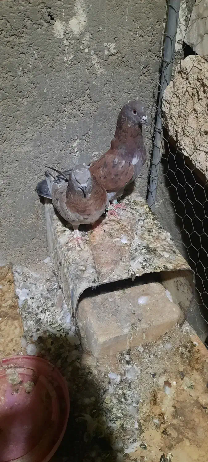 نروماده فروشی قیمتها فرق دارن|پرنده|اردکان, |دیوار