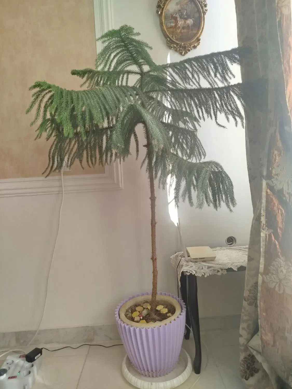 گیاه و گل|گل مصنوعی|کرج, عظیمیه|دیوار