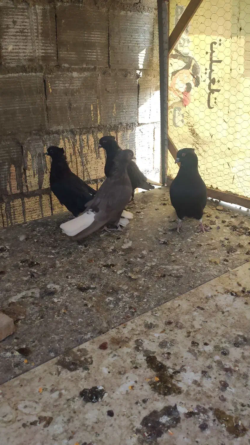 کفتر سیاه دم سفید|پرنده|برخوار, |دیوار