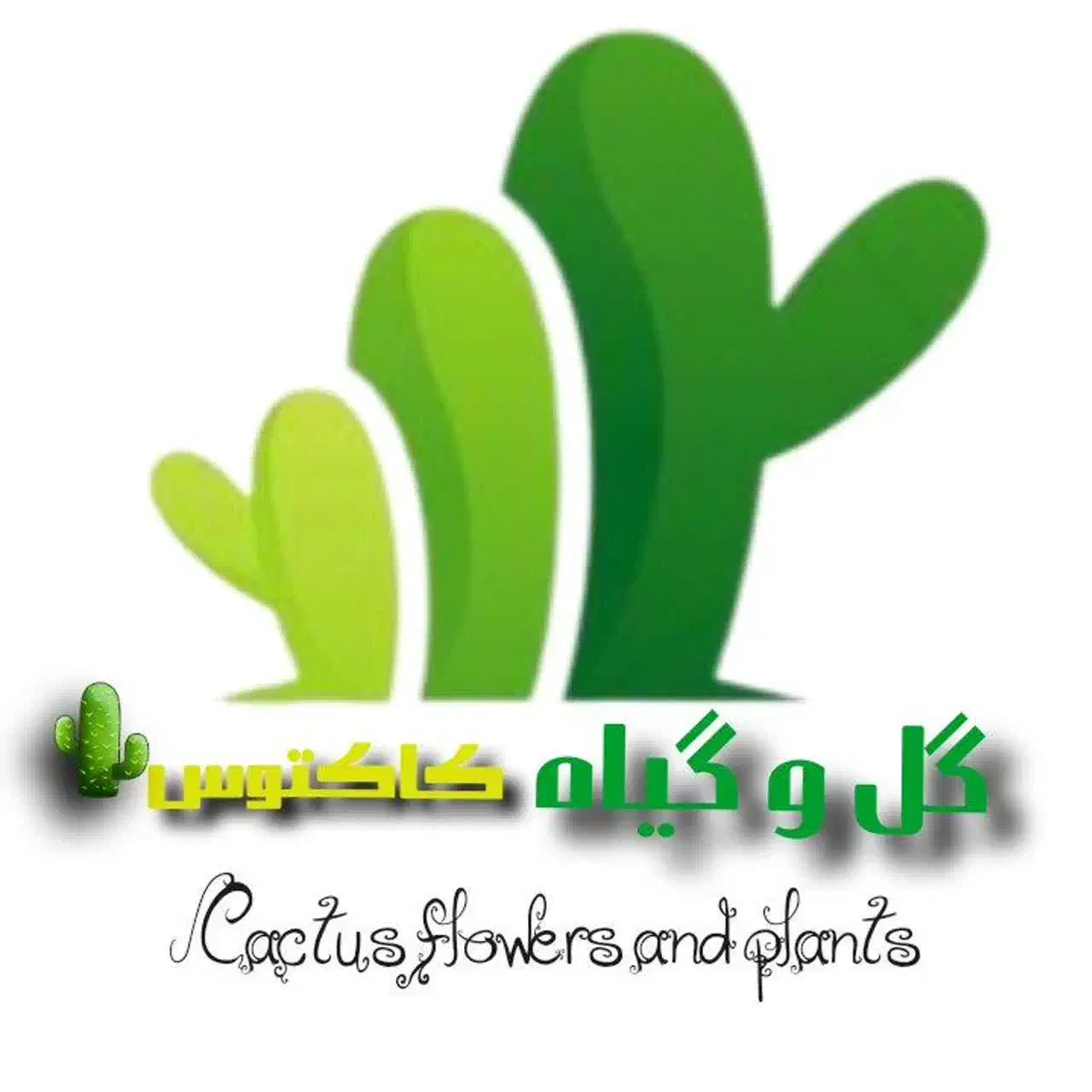 کانال گل‌ و گیاه کاکتوس در ایتا|گل و گیاه طبیعی|شیراز, گلشن|دیوار
