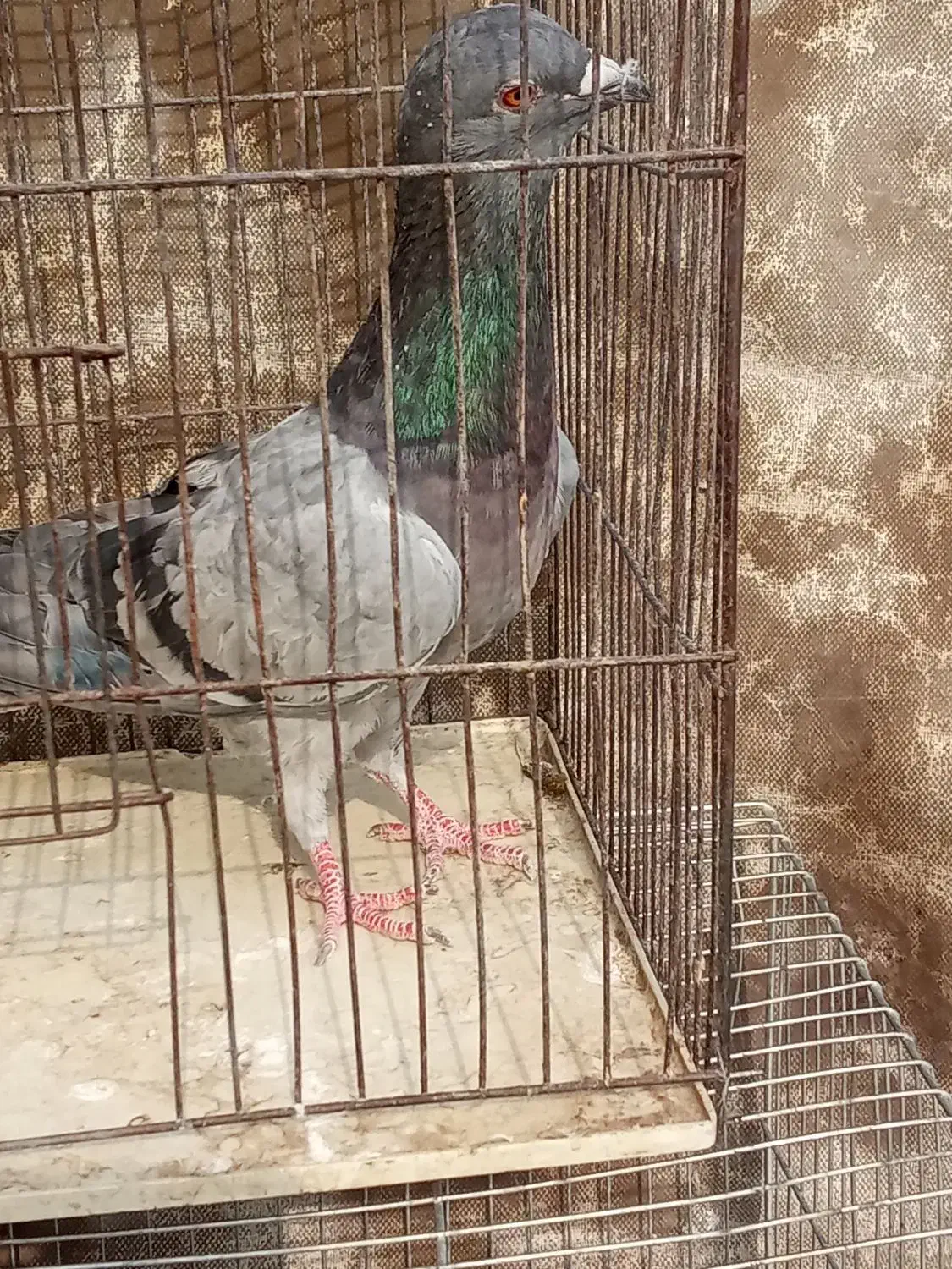 حیوانات پرنده|پرنده|شریف‌آباد, |دیوار