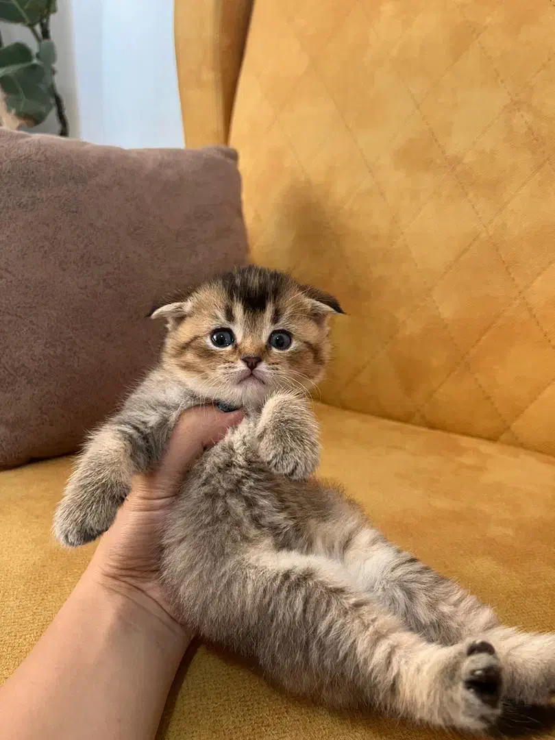 واگذاری گربه اسکاتیش بریتیش|گربه|تبریز, |دیوار