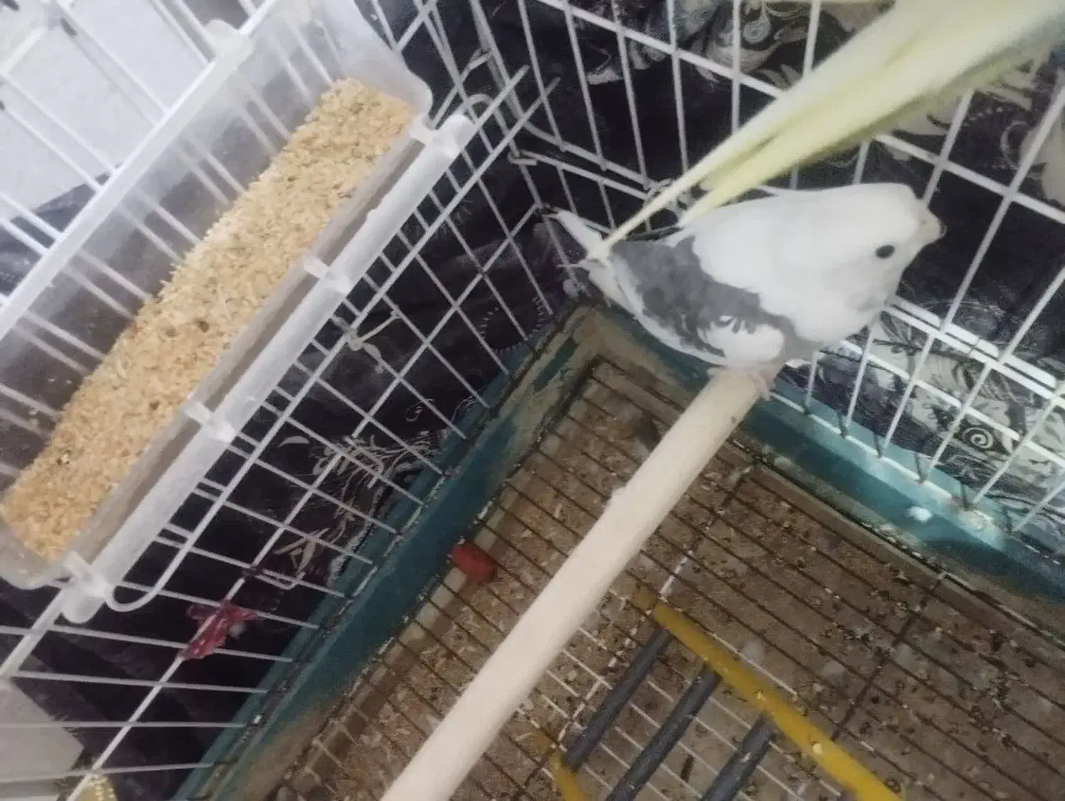 عروس هلندی پرنده فنچ کفتر قناری وغیره طوطی|پرنده|پاکدشت, خاتون آباد|دیوار