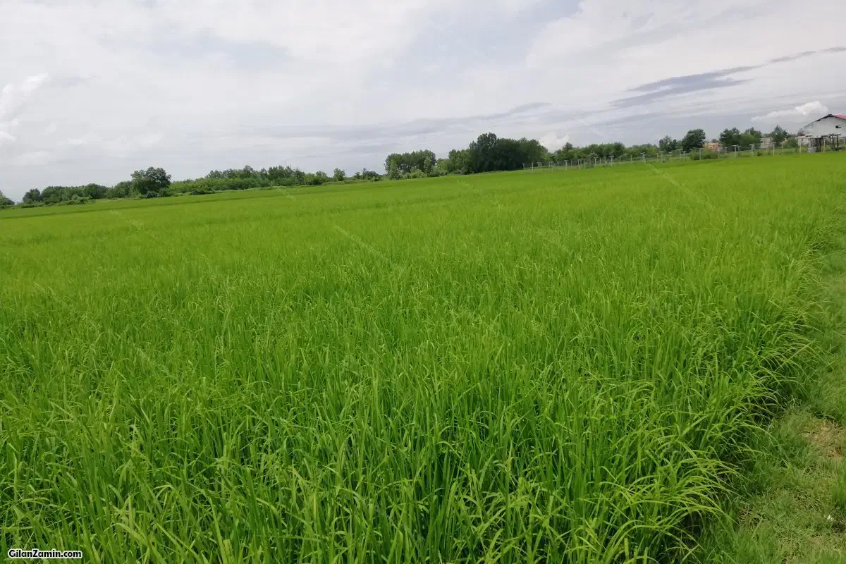 فروش  شالیزار .کنار شهرک بازنشستگان|فروش زمین و ملک کلنگی|لوندویل, |دیوار