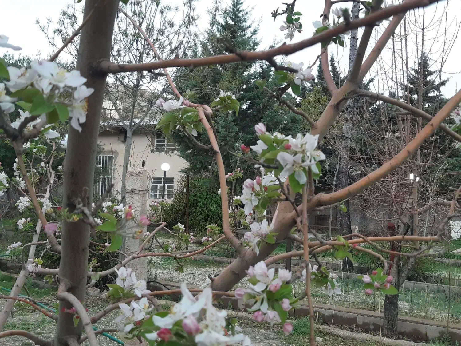 خونه باغ خانوادگی شیراز|اجارهٔ کوتاه‌مدت ویلا و باغ|شیراز, ویلاشهر|دیوار