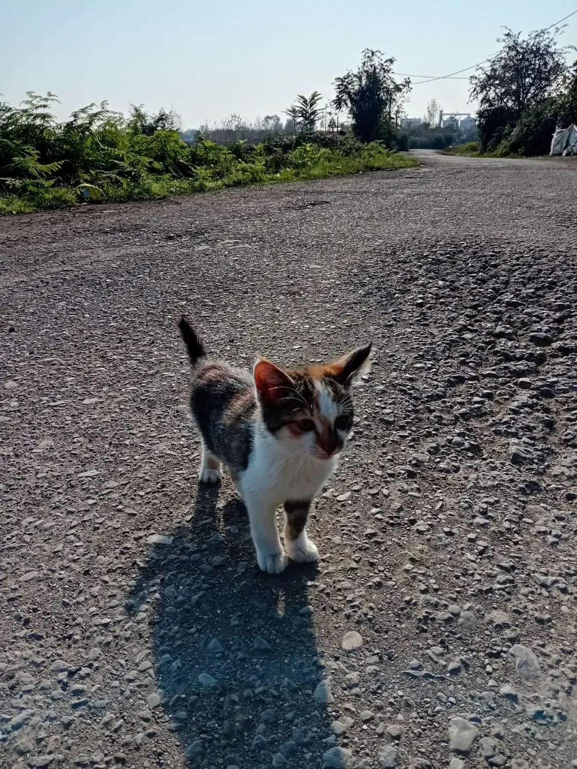 واگذار گربه برای خانواده|گربه|لوندویل, |دیوار