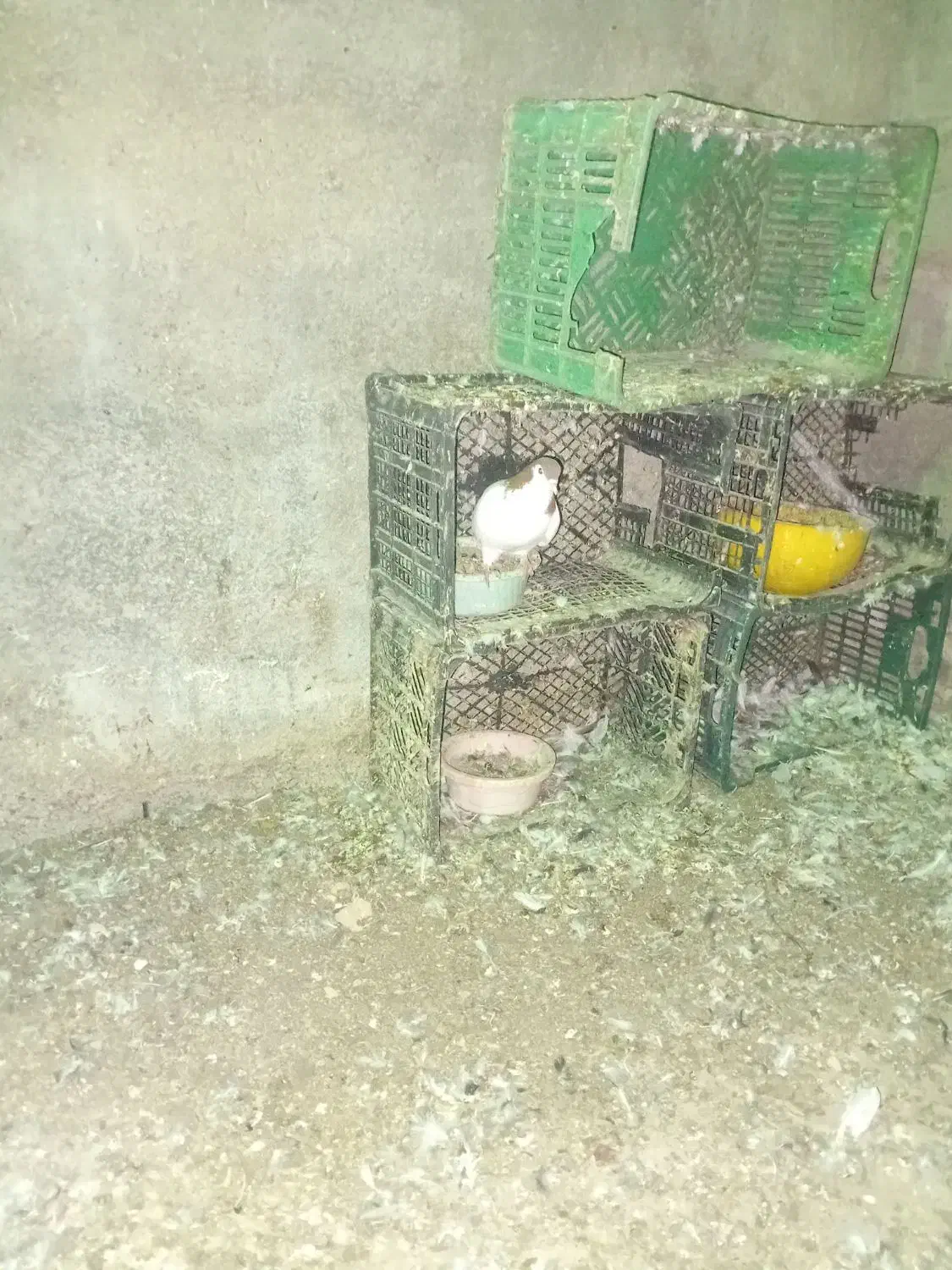 کبوتر آس ماده|پرنده|سنگدوین, |دیوار