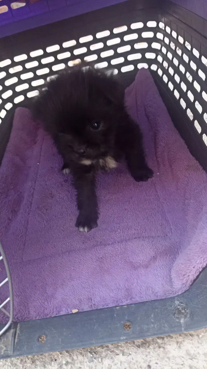 واگذاری سگ پامر فسقلی|سگ|شهریار, بکه|دیوار