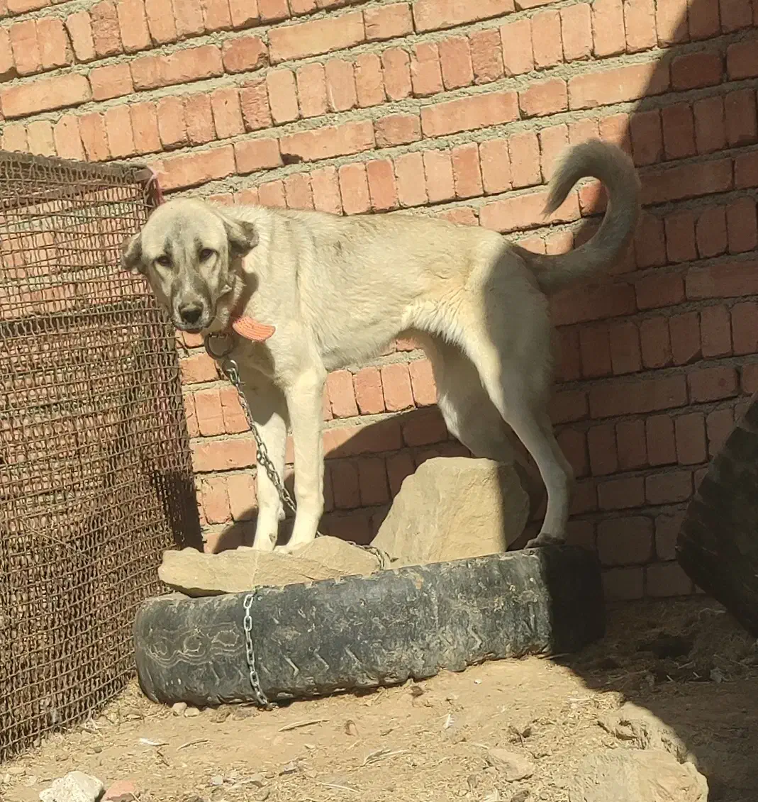 ماده عراقی 7ماه|سگ|لالجین, |دیوار