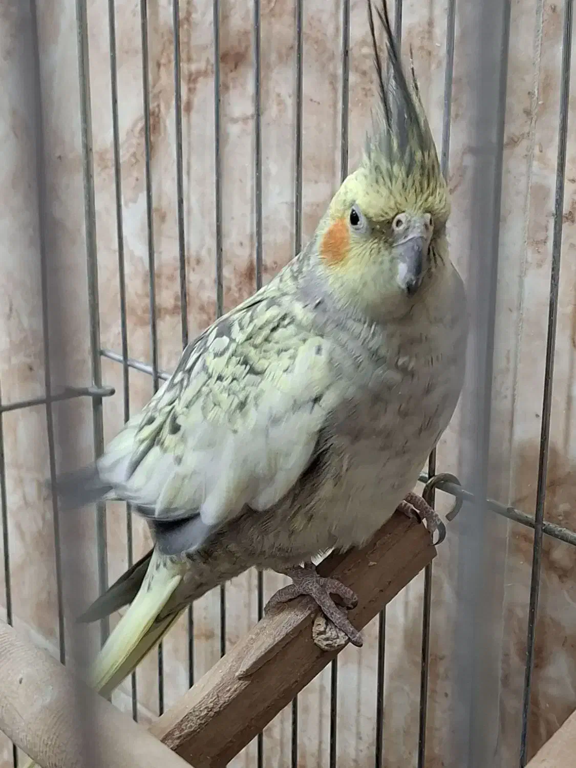 عروس هلندی ماده|پرنده|سراب, |دیوار