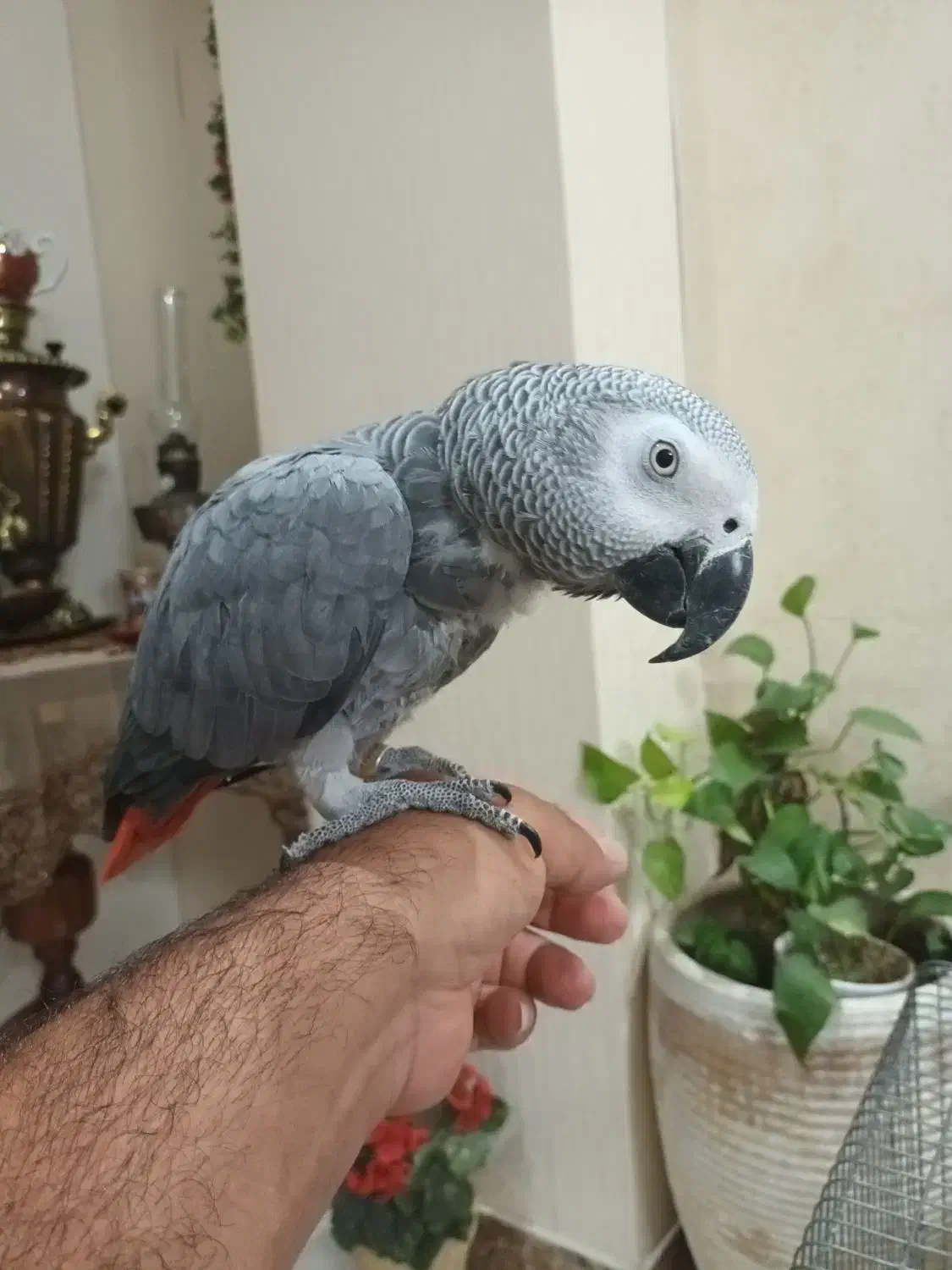 جوجه کاسکو حلقه پا کلام بالا نابغه|پرنده|تهران, شهرک دریا|دیوار