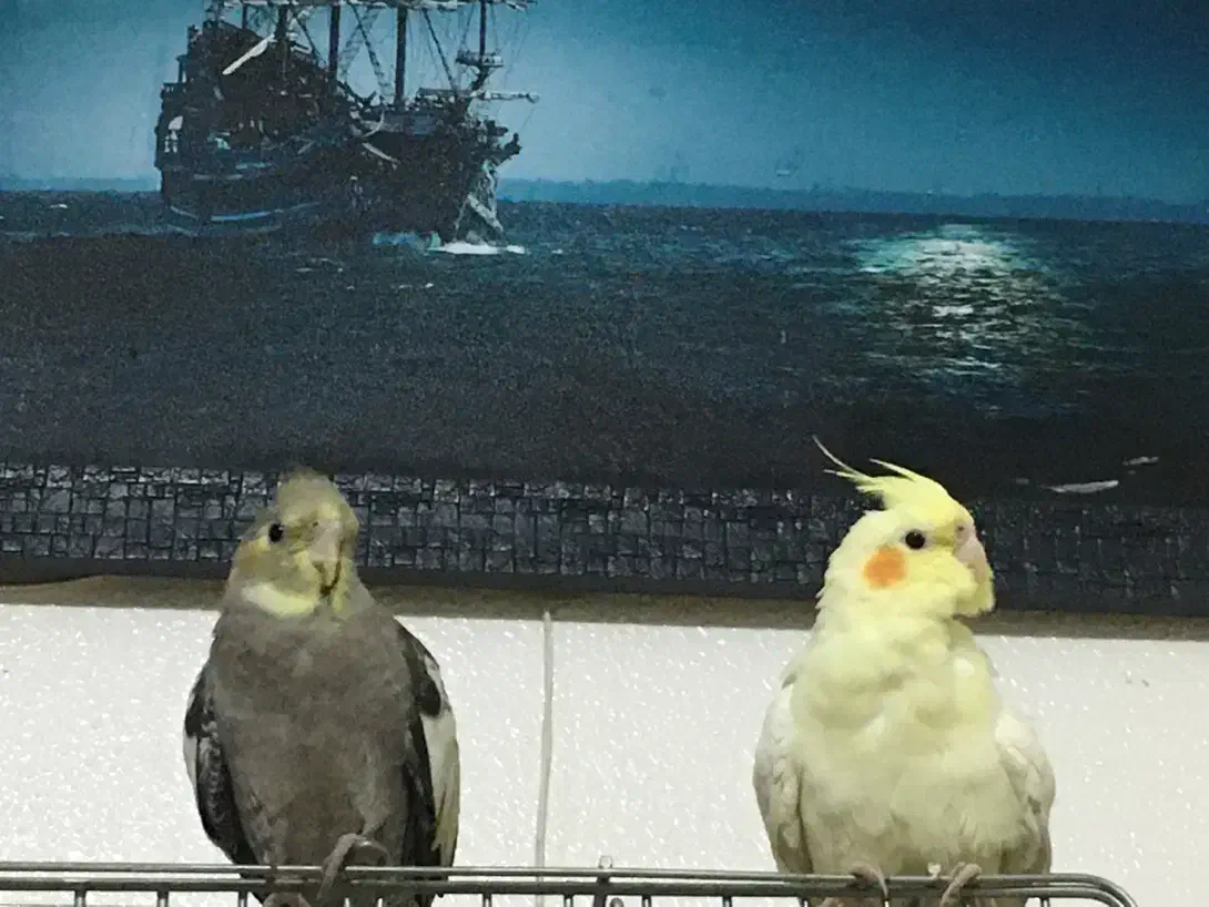 عروس هلندی|پرنده|شاهین‌شهر, امام حسین|دیوار