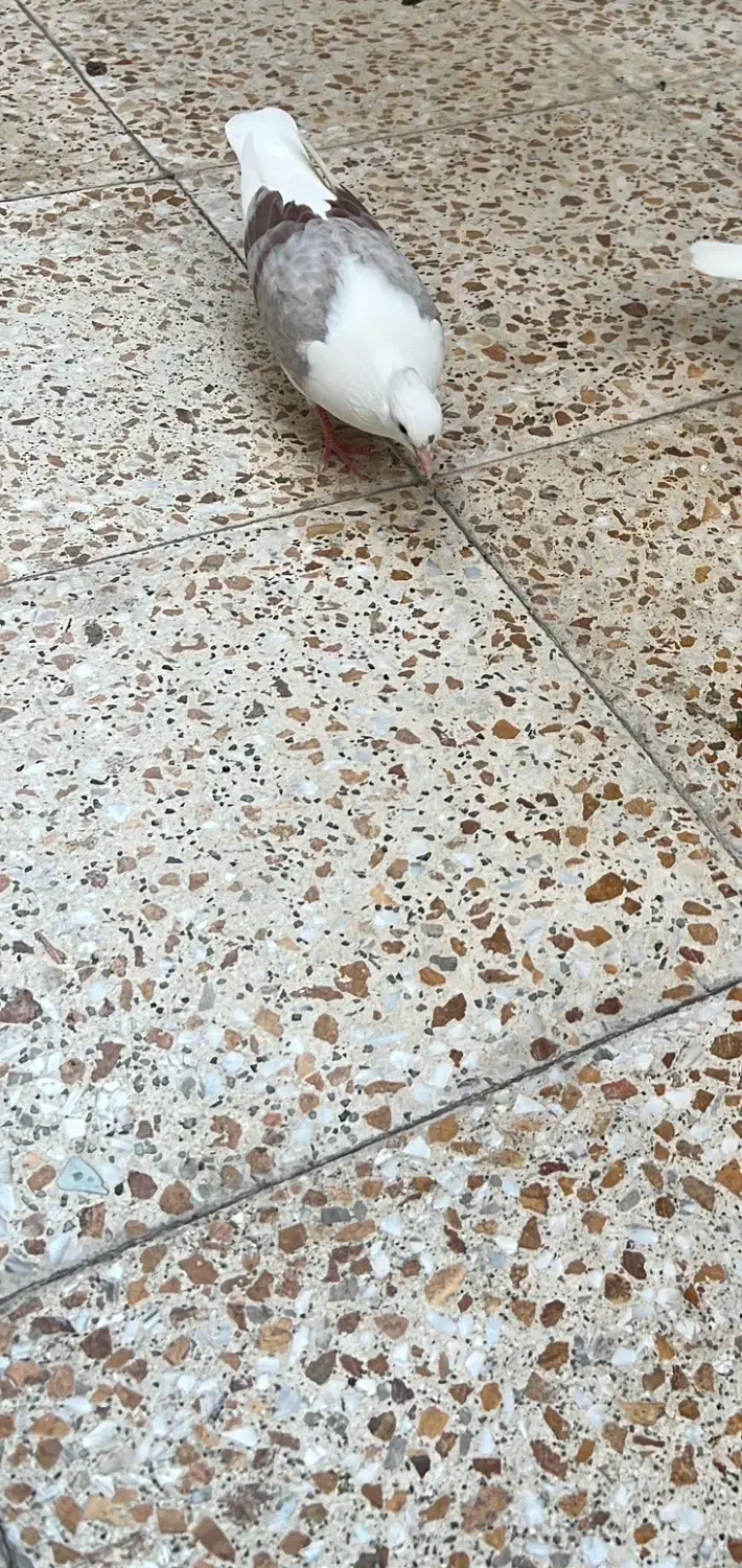 کفتر گمشده|حیوانات|شهریار, شهریار|دیوار