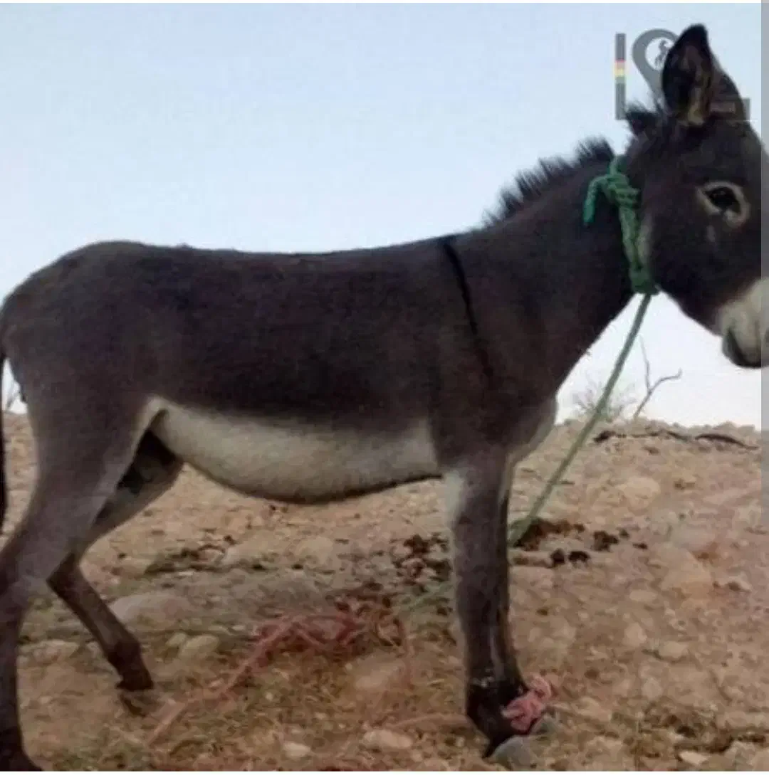 الاغ جوان|حیوانات مزرعه|جیرنده, |دیوار