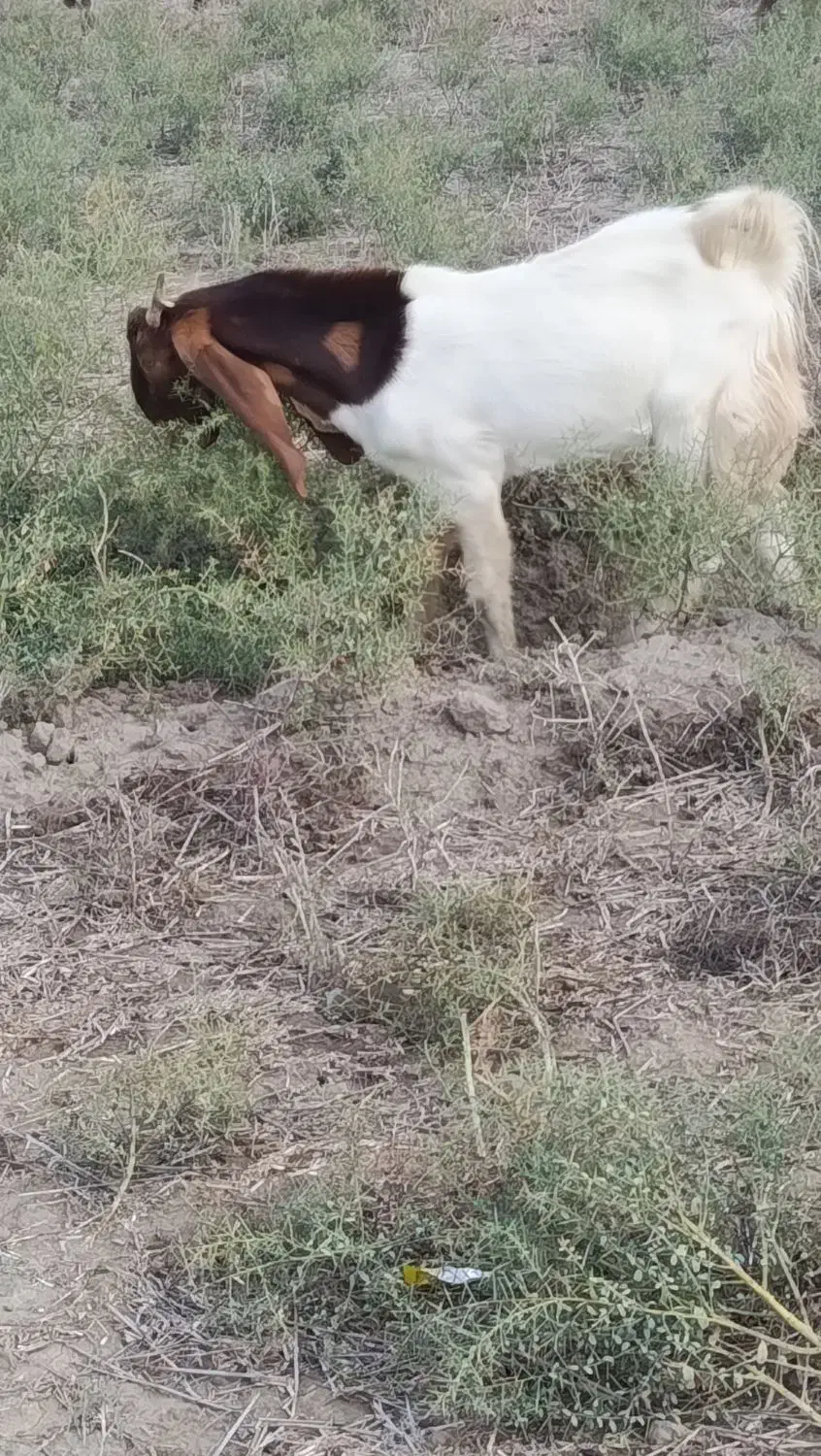 بز نر فروشی .تکه اصل پاکستانی|حیوانات مزرعه|گنبد کاووس, |دیوار
