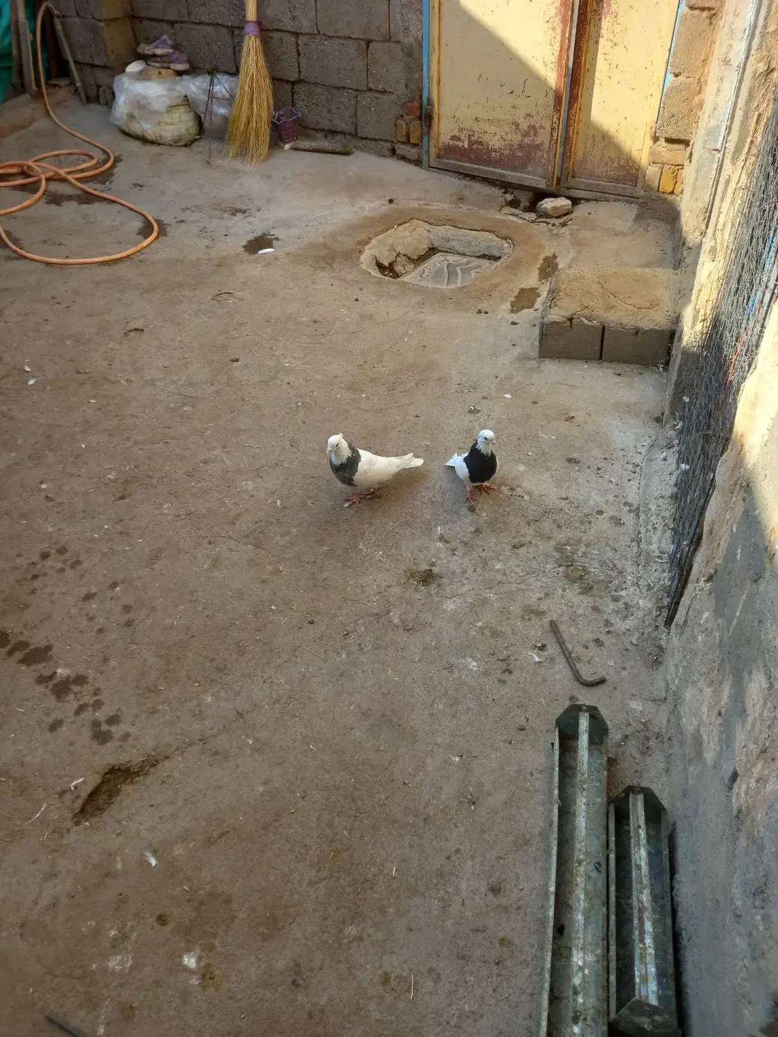 تعدادی طوقی معامله با صرب|پرنده|باروق, |دیوار