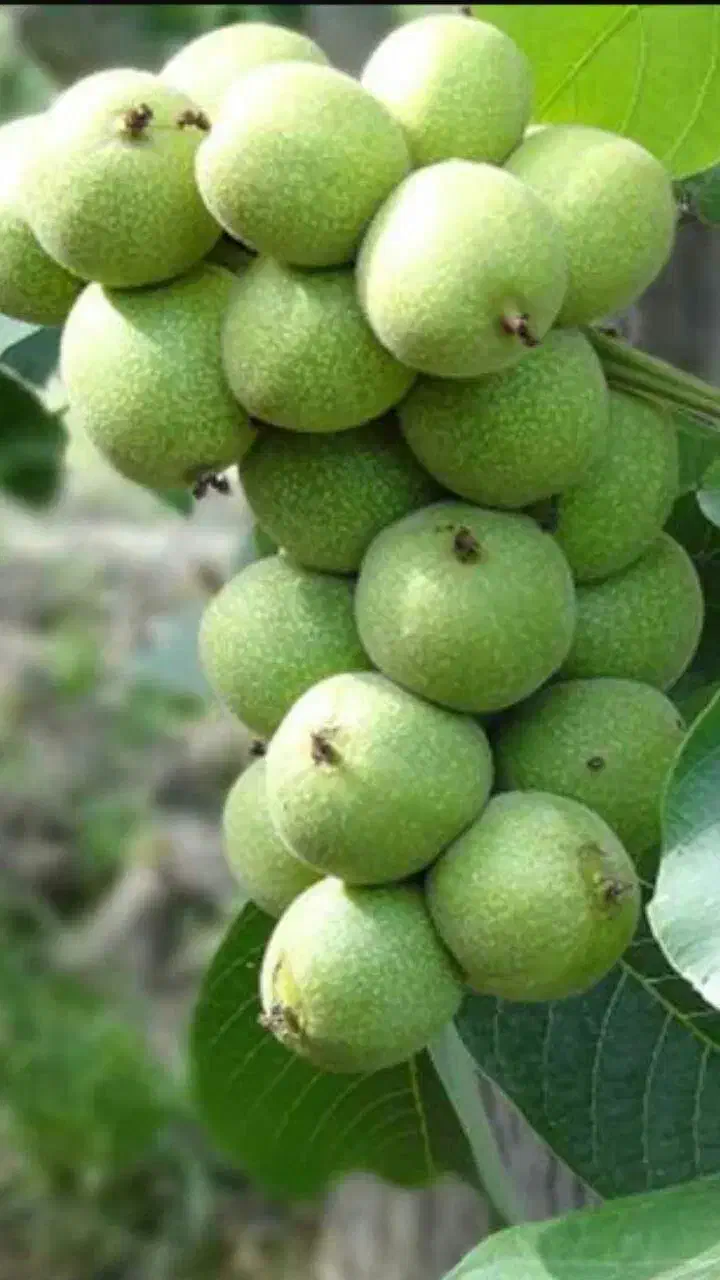 نهال گردوی پیوندی چندلر و تمامی ارقام|خدمات باغبانی و درختکاری|سقز, |دیوار