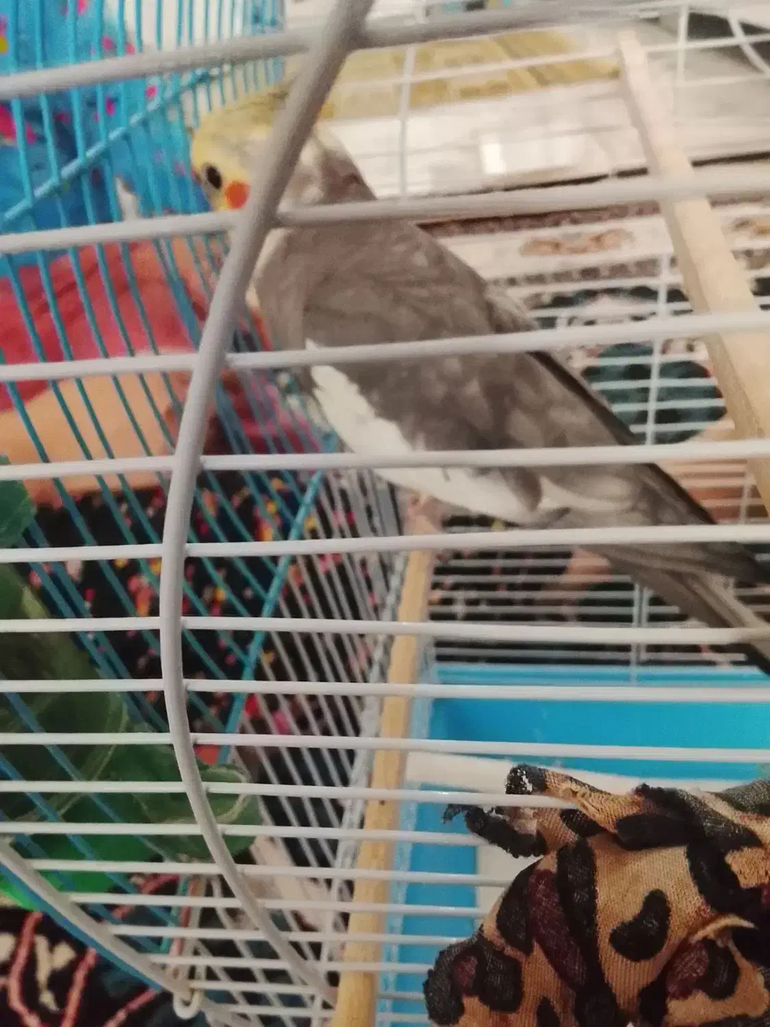 عروس هلندی|پرنده|سنندج, |دیوار